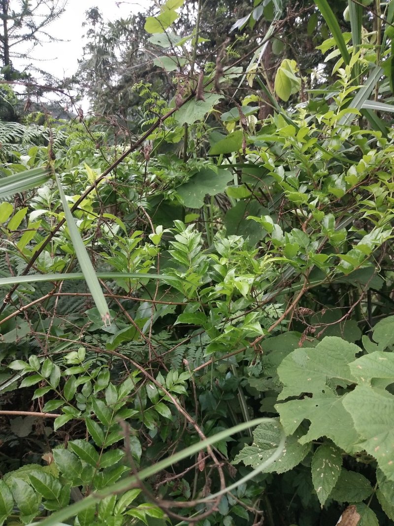 藤茶
