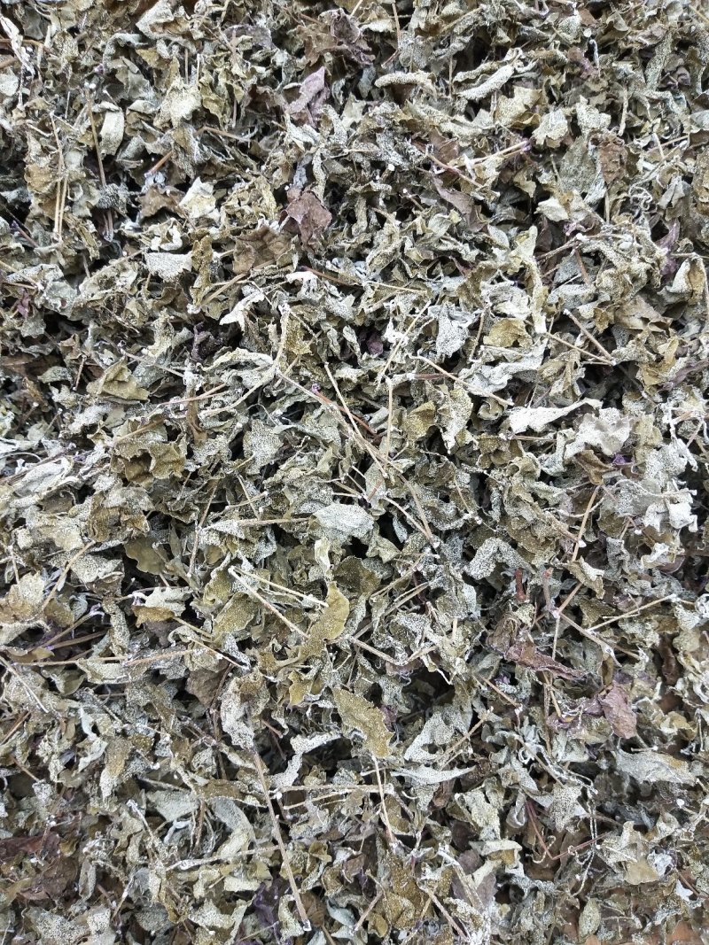 藤茶