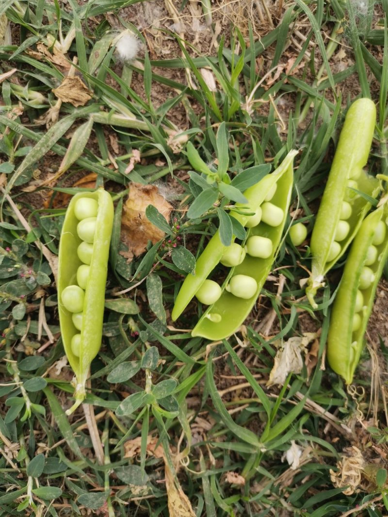豌豆豌九豌六长寿仁大量供应，精品市场货应有尽有老荚豆