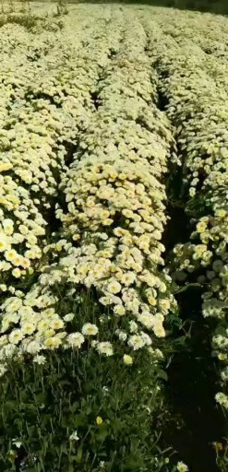 各种菊花苗，