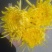 各种菊花苗，