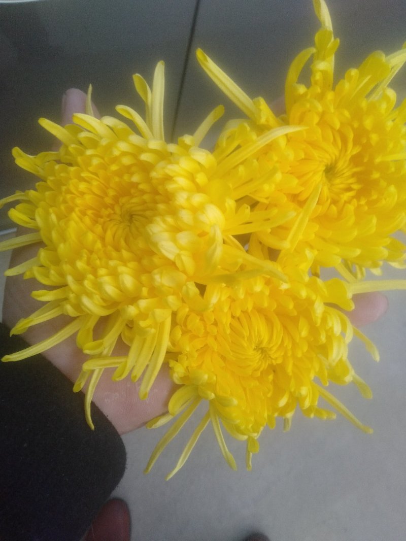 各种菊花苗，