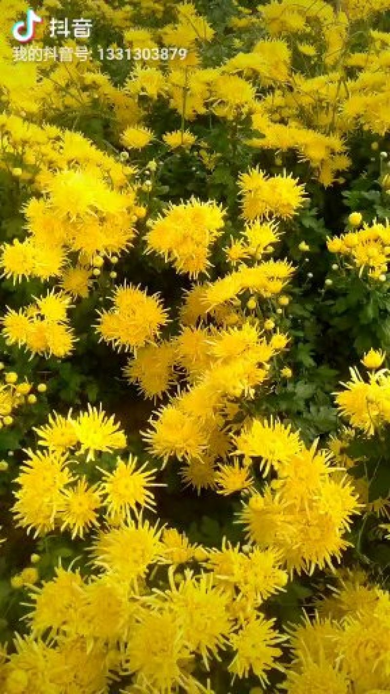 各种菊花苗，