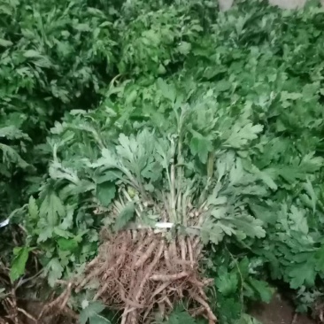 各种菊花苗，