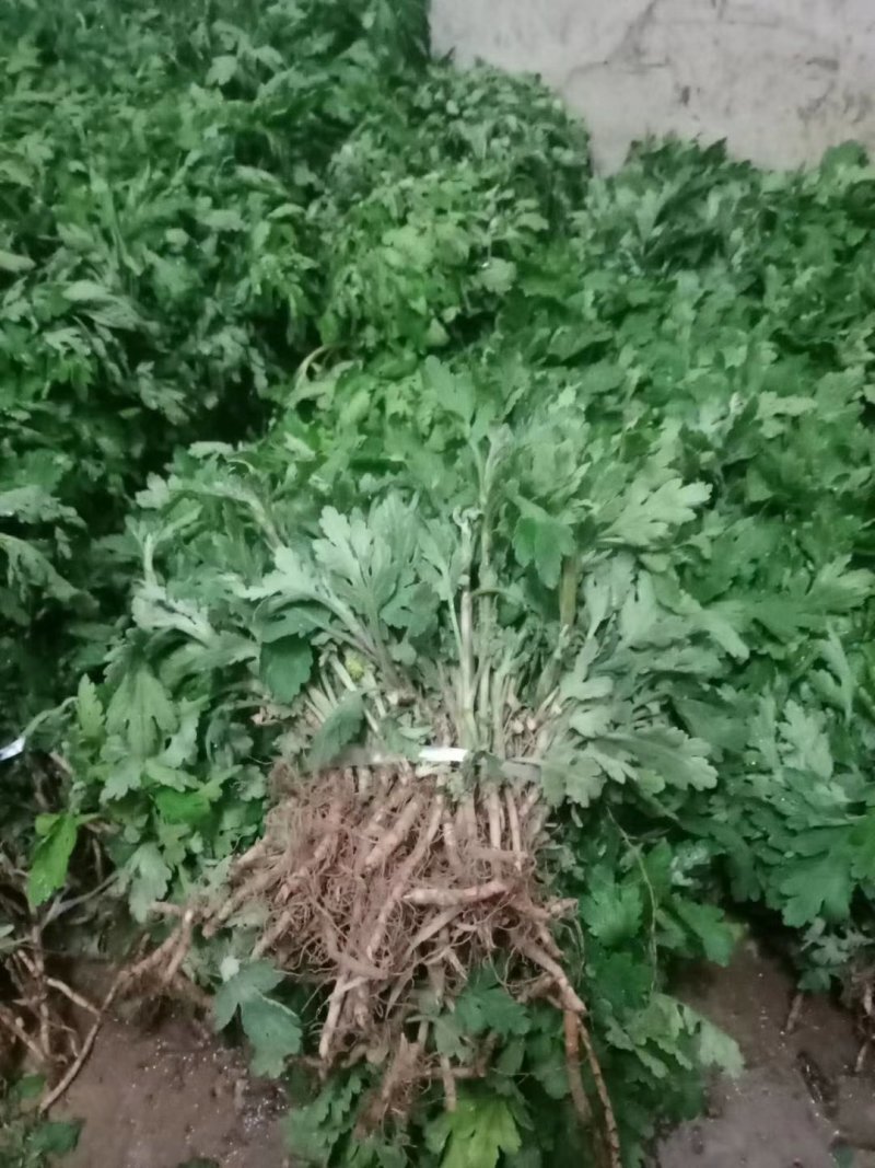 各种菊花苗，
