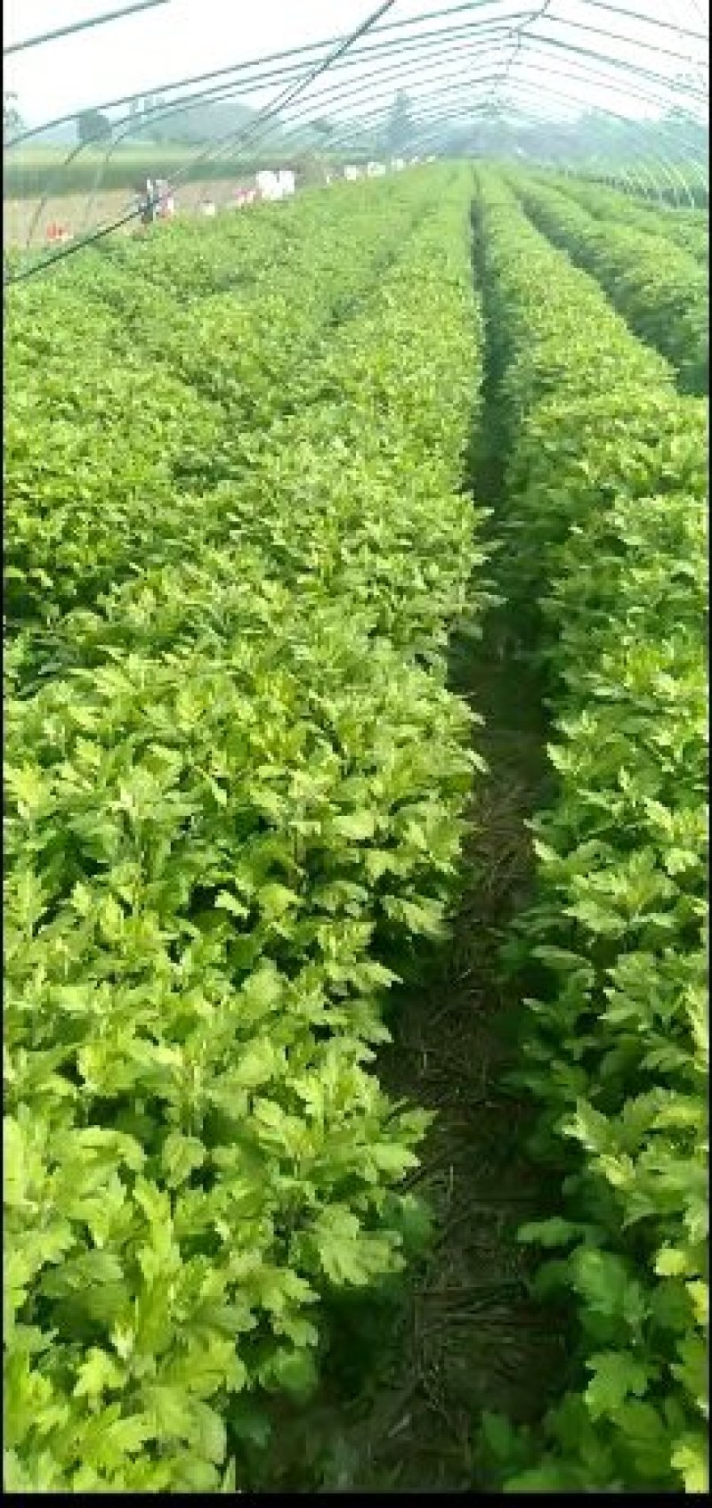 各种菊花苗，