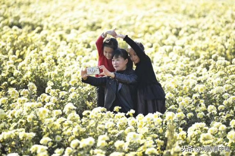 各种菊花苗，