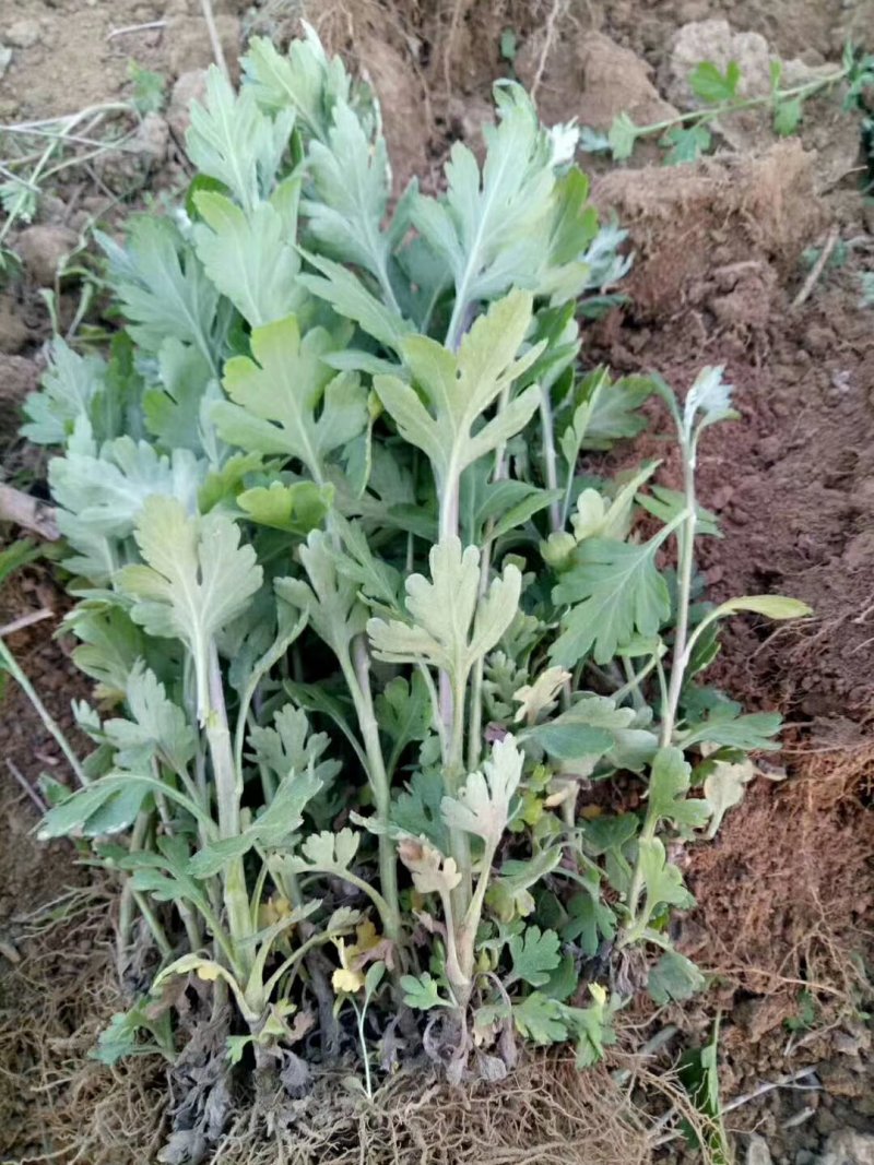 各种菊花苗，