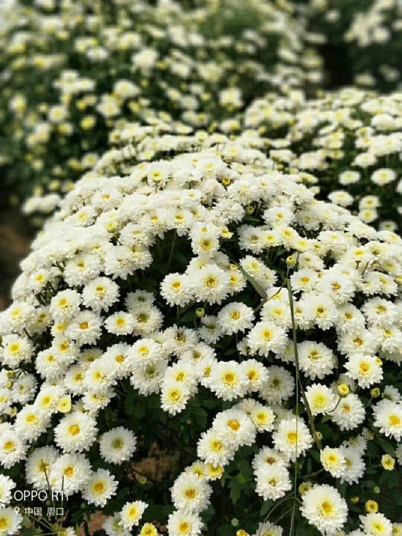 各种菊花苗，