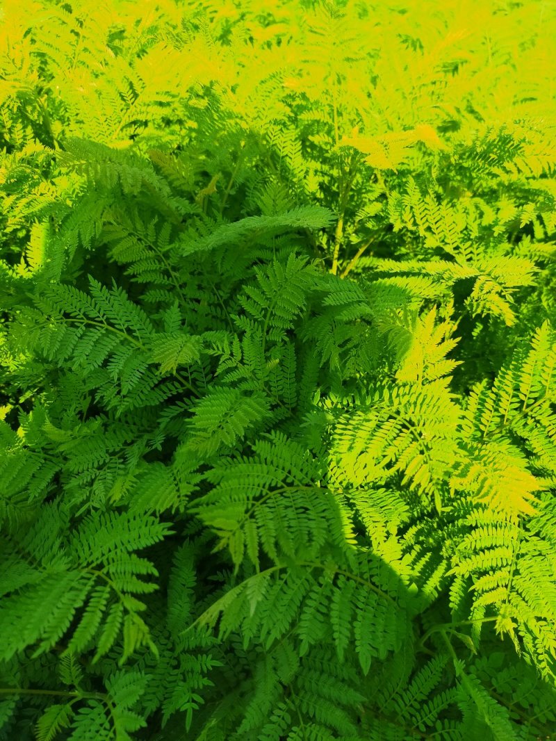 蓝花楹树苗，小杯，移植白袋。