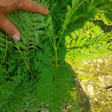 蓝花楹树苗，小杯，移植白袋。