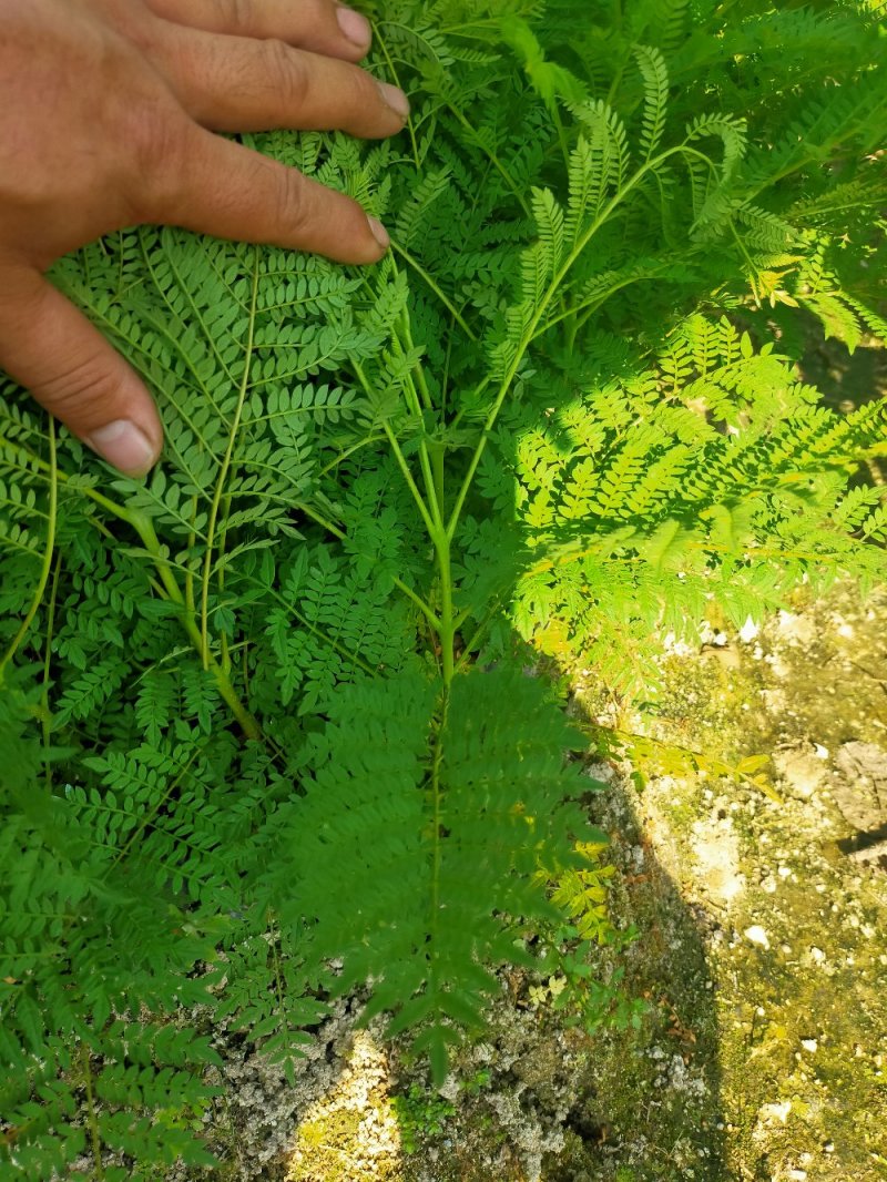 蓝花楹树苗，小杯，移植白袋。