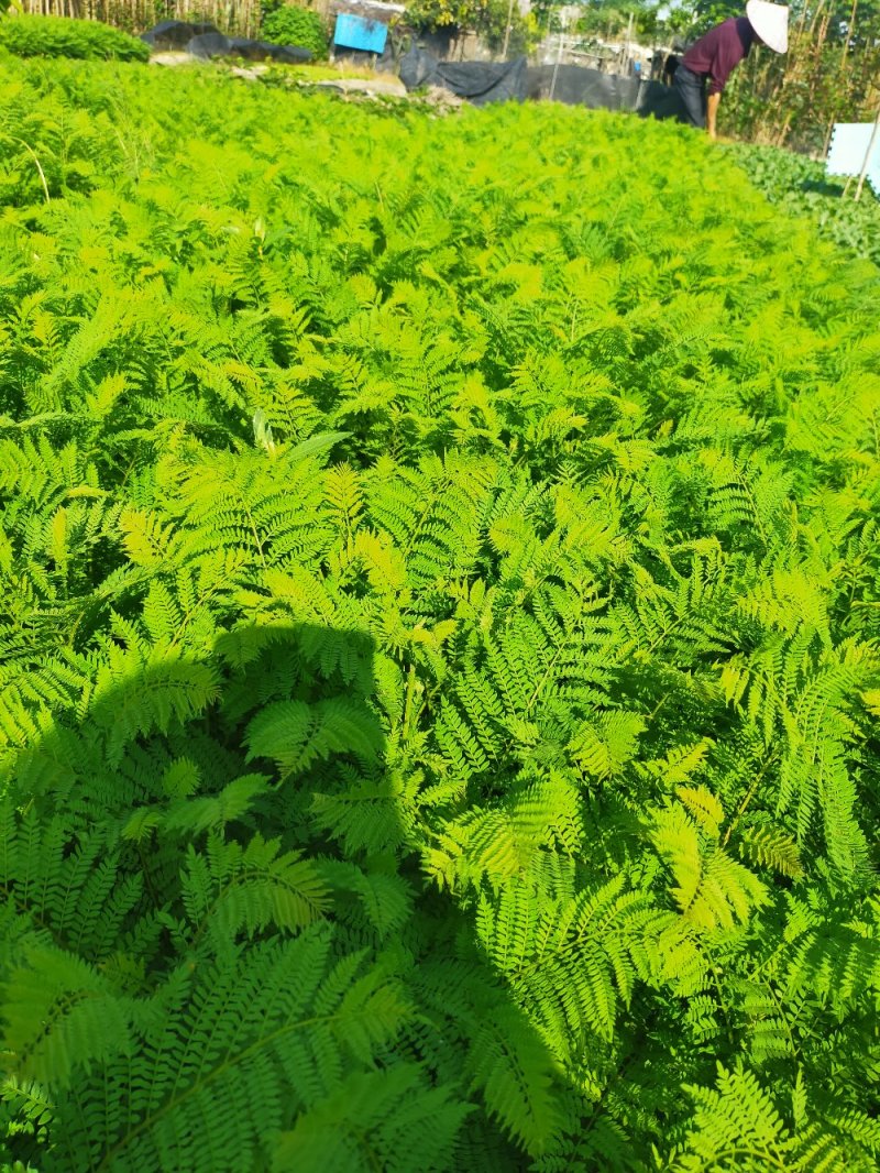 蓝花楹树苗，小杯，移植白袋。