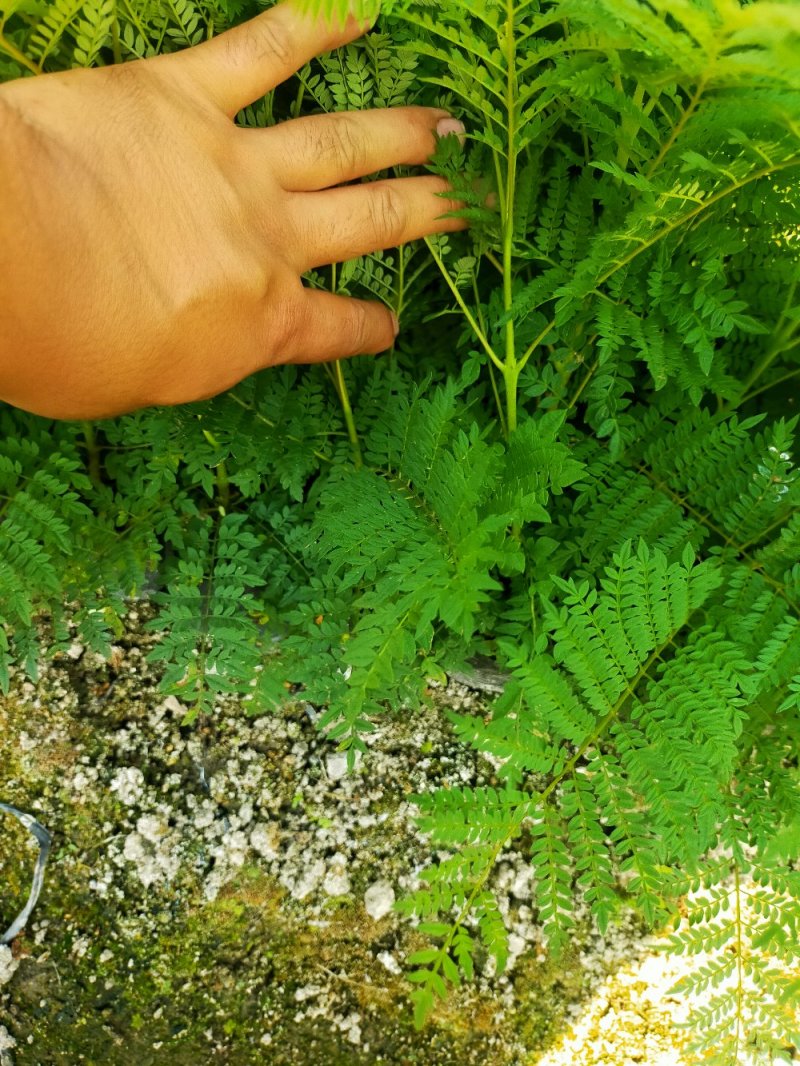 蓝花楹树苗，小杯，移植白袋。