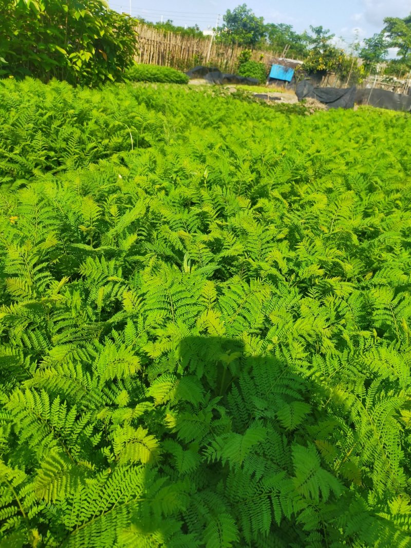 蓝花楹树苗，小杯，移植白袋。