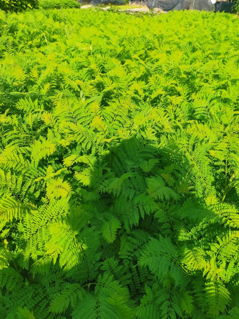 蓝花楹树苗，小杯，移植白袋。