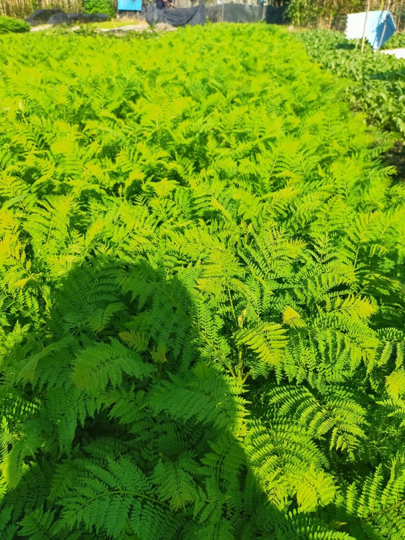 蓝花楹树苗，小杯，移植白袋。