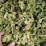 五斤装菜花干2020年新脱水花菜干