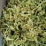 五斤装菜花干2020年新脱水花菜干