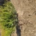 红豆杉。30公分以上裸根苗。