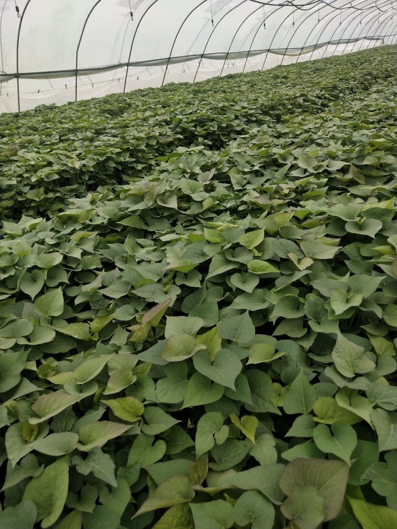 原种济薯25高剪苗
