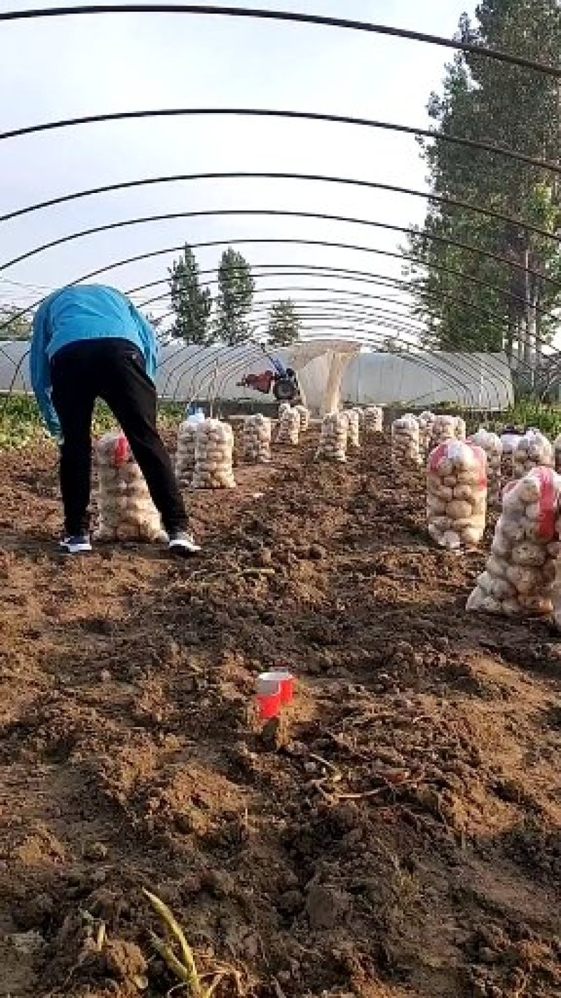 沃土5号，（大棚）纯沙土地种植，薯形美观，表皮光滑。