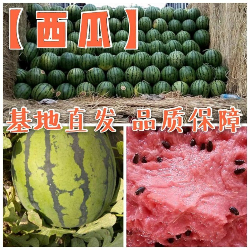 〔热卖〕吉林圆瓜京欣西瓜量大质优瓜漏，二茬瓜诚信代
