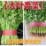 【优质】吉林油叶香菜大量上市〔基地直采〕保障品质