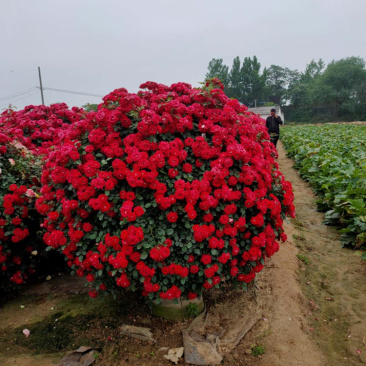 月季柱大花月季月季花球基地直销欢迎前来考察