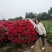 月季柱大花月季月季花球基地直销欢迎前来考察