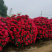 月季柱大花月季月季花球基地直销欢迎前来考察