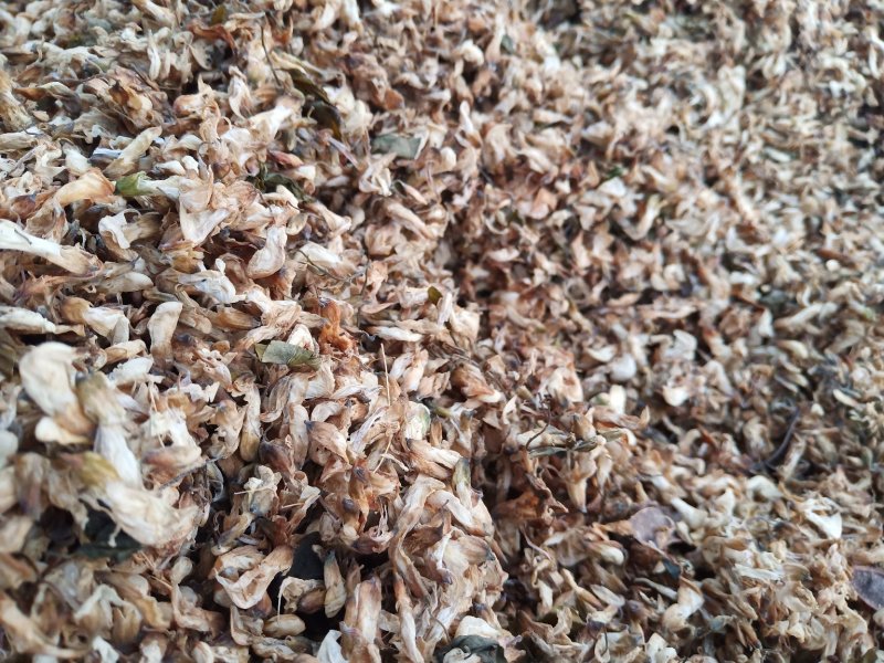 【推荐】精品脱水槐花凉拌炒肉包饺子包子晾干烘干天然好品质