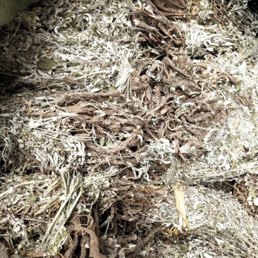 翻白草，野生中药材翻白草