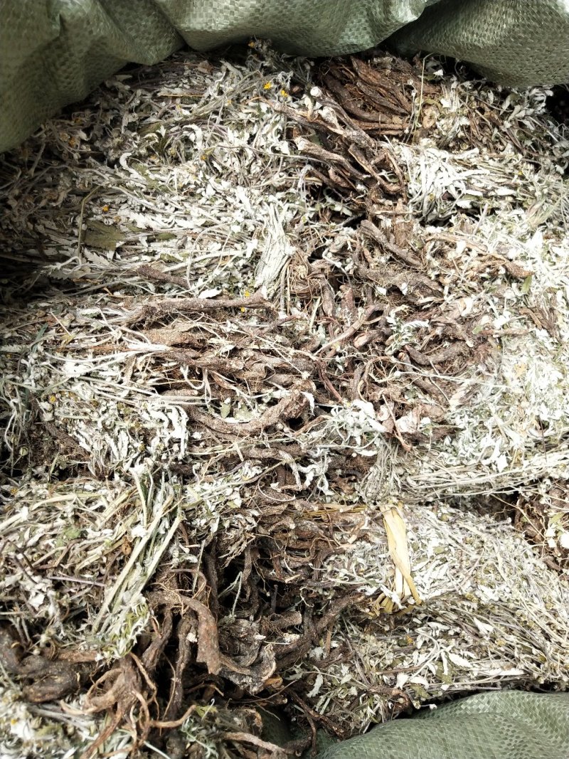 翻白草，野生中药材翻白草