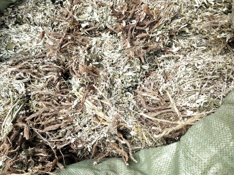 翻白草，野生中药材翻白草