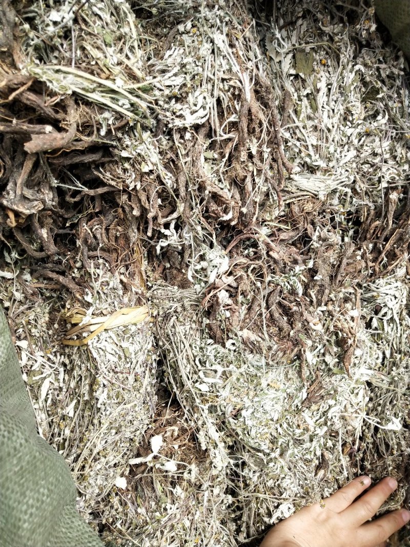 翻白草，野生中药材翻白草