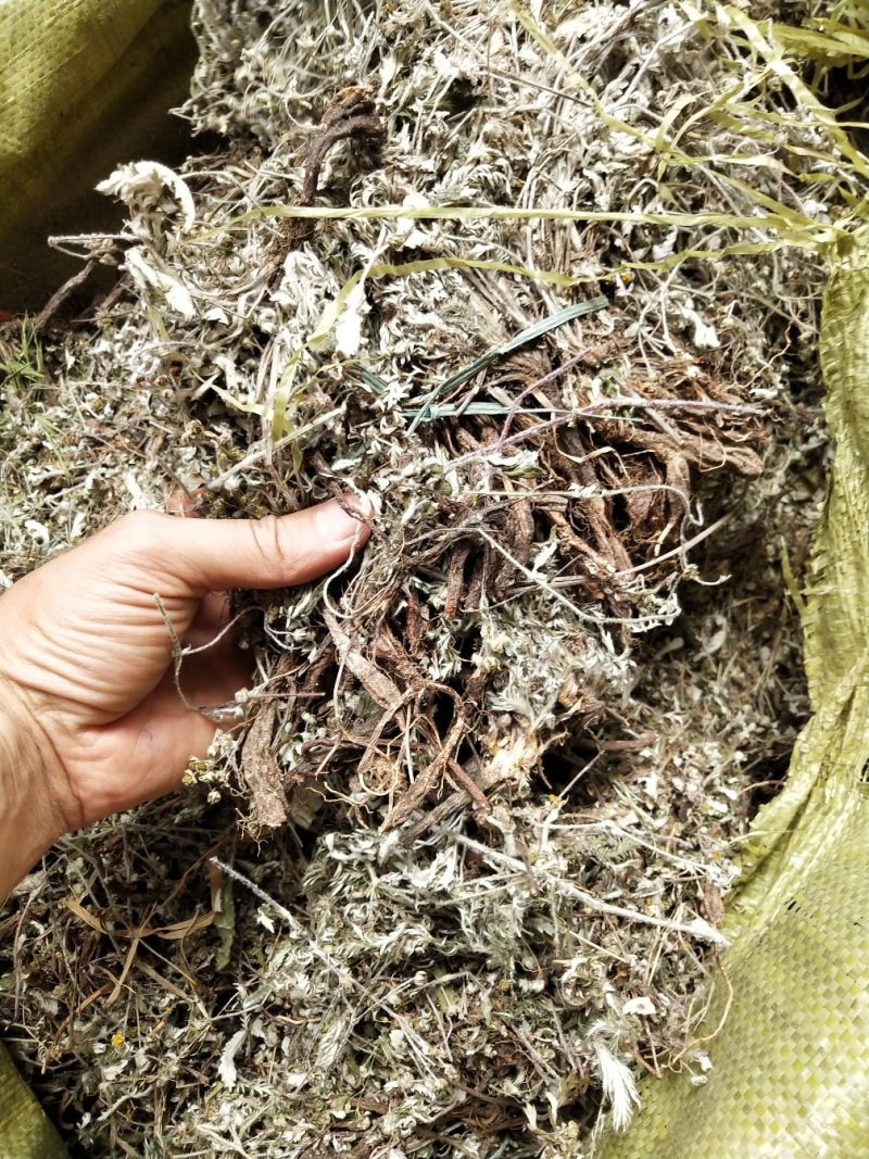 翻白草，野生中药材翻白草