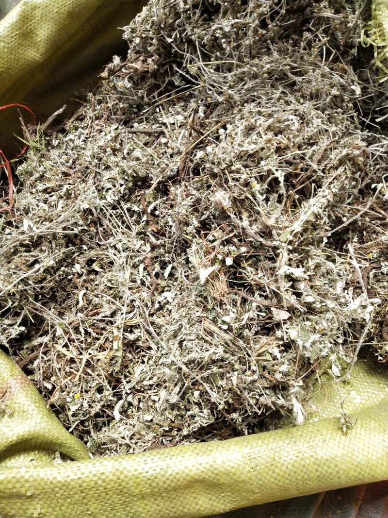 翻白草，野生中药材翻白草