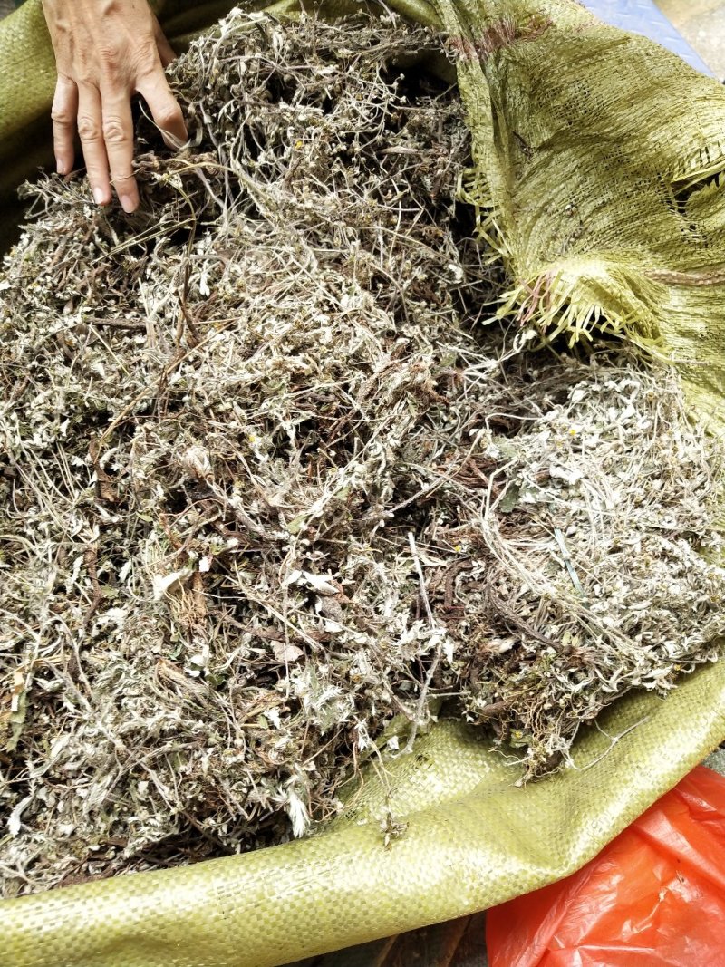 翻白草，野生中药材翻白草