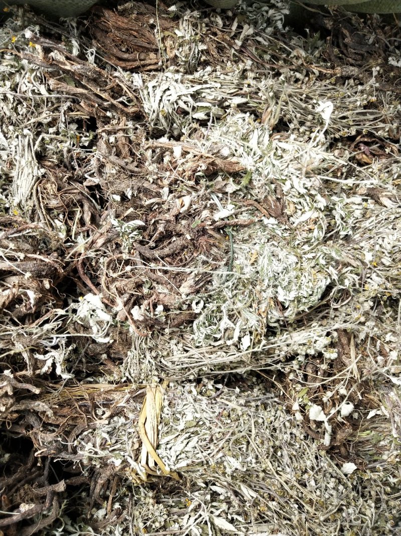 翻白草，野生中药材翻白草