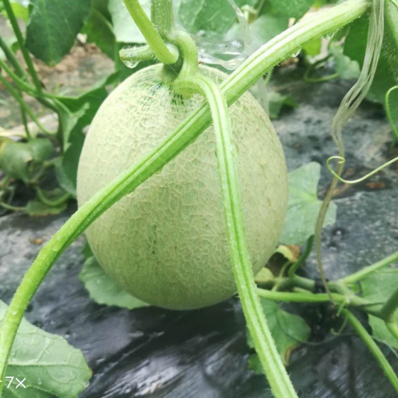 高品质网纹瓜，地头直销，口感甚佳