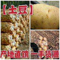 【优质】土豆品种多样价格低量大质优〔常年供应〕