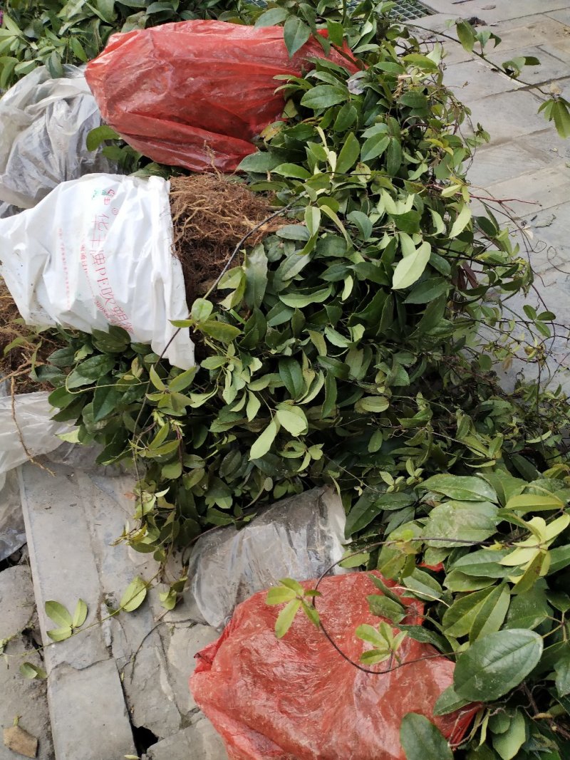黑老虎苗胡布娜苗粉红色血饭团苗苗圃幼苗湖南