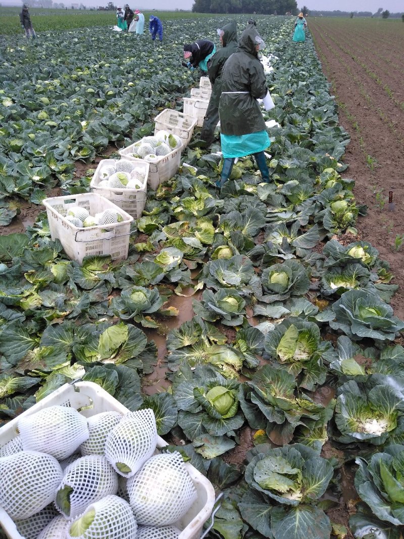 精品甘蓝十一月大量上市湖北产地直供质量保证对接商超