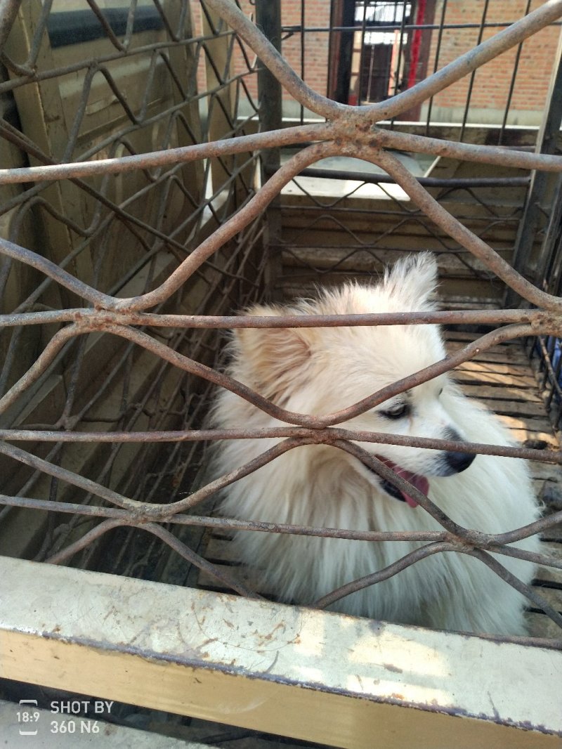 天山银狐犬