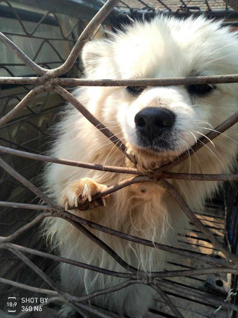 天山银狐犬