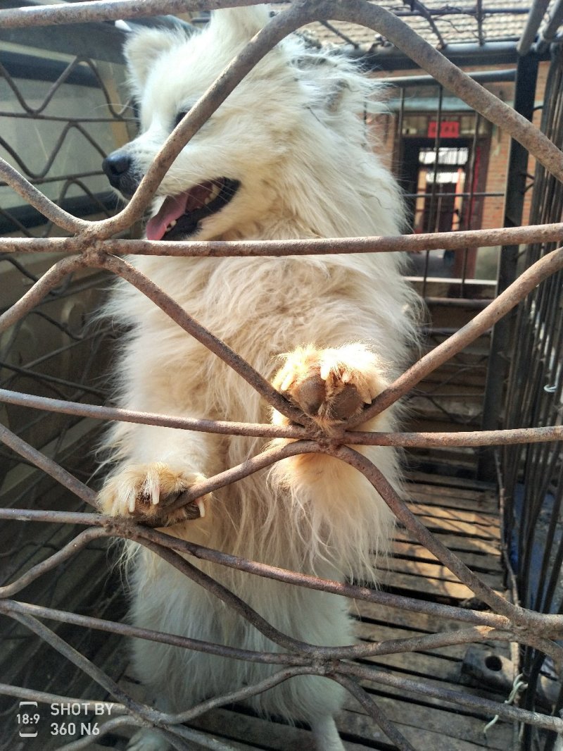 天山银狐犬