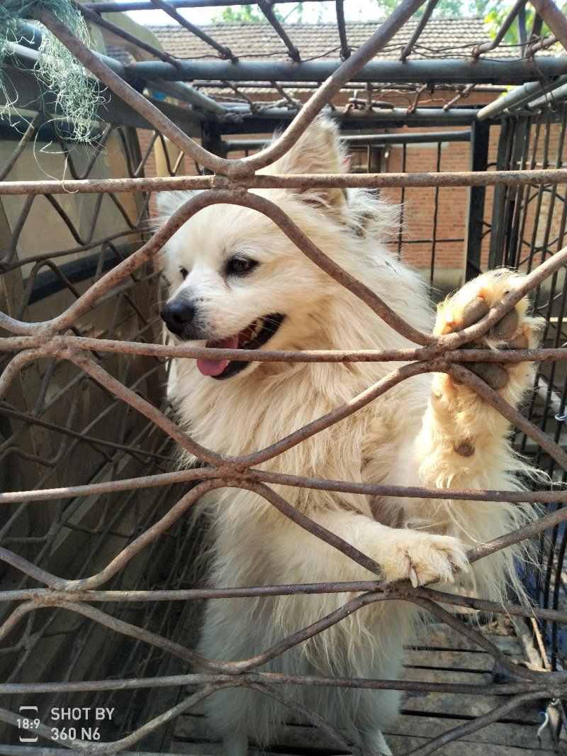 天山银狐犬