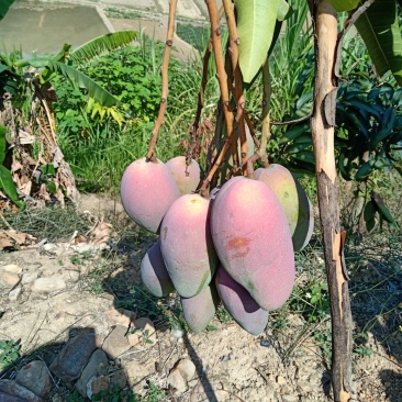 贵妃芒，云南玉溪新平金凤凰已经上市，欢迎各位老板采购