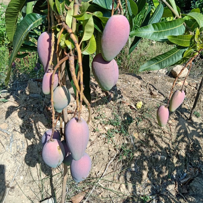 贵妃芒，云南玉溪新平金凤凰已经上市，欢迎各位老板采购
